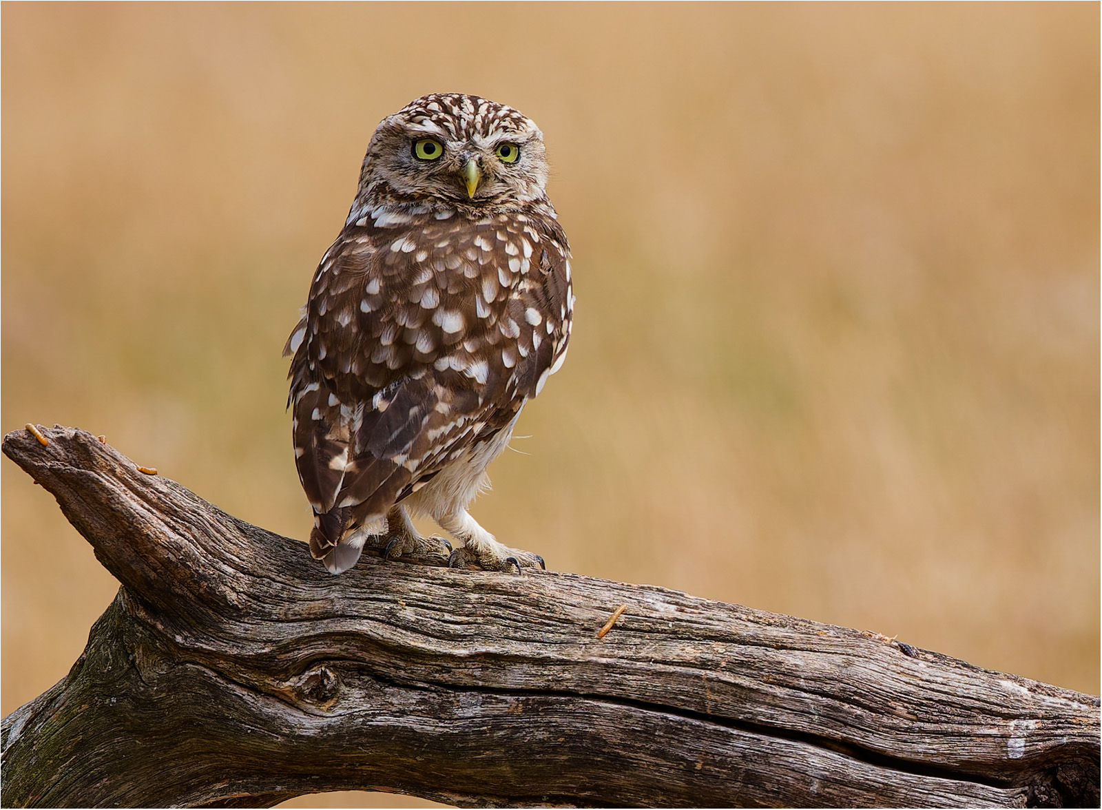 Little Owl on Branch by Malcolm Marner Little Owl on Branch