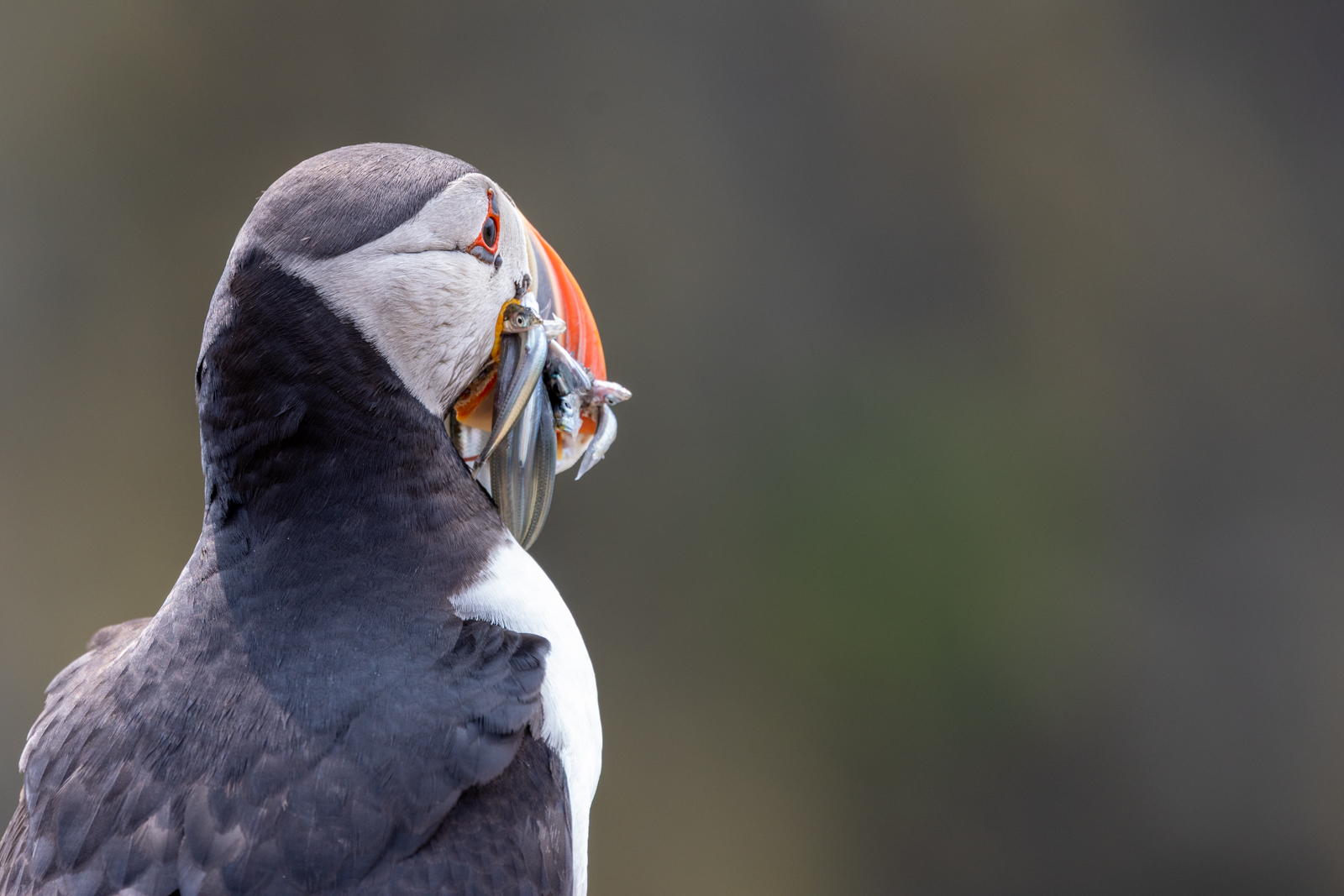 Puffin with sandeels by Karen Hackney Puffin with sandeels