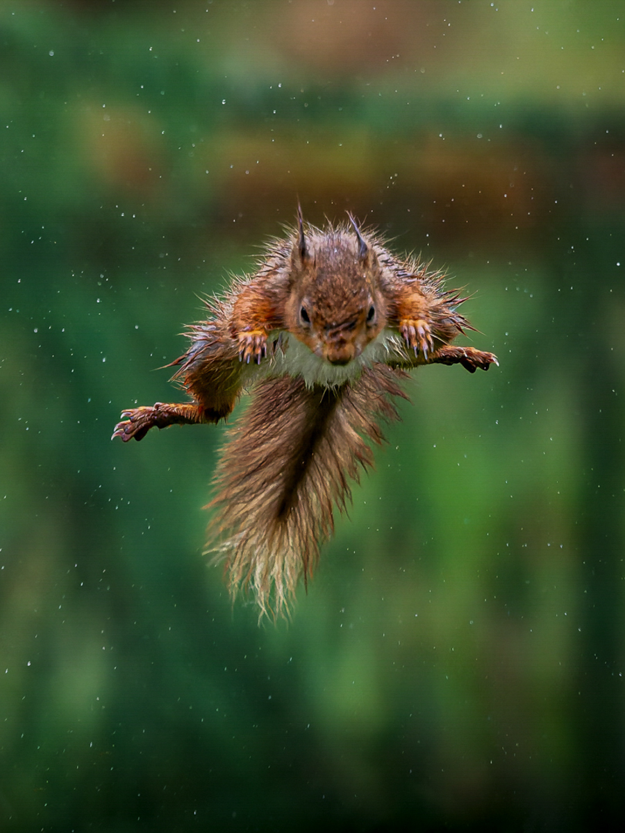 Red Squirrel jumping in the rain by Jesse Cason Red Squirrel jumping in the rain