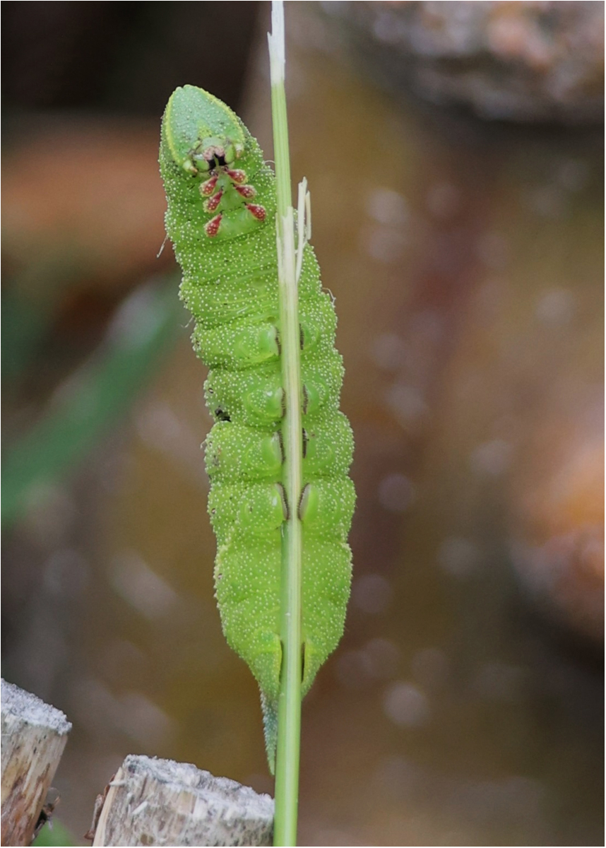 Poplar Hawk-moth Caterpillar by Carol Barchou Poplar Hawk-moth Caterpillar