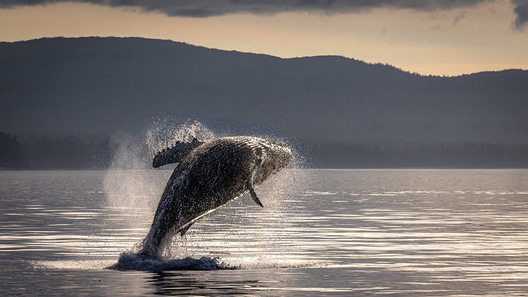 Breaching Humpback - Alaska by Leslie Holmes Breaching Humpback - Alaska