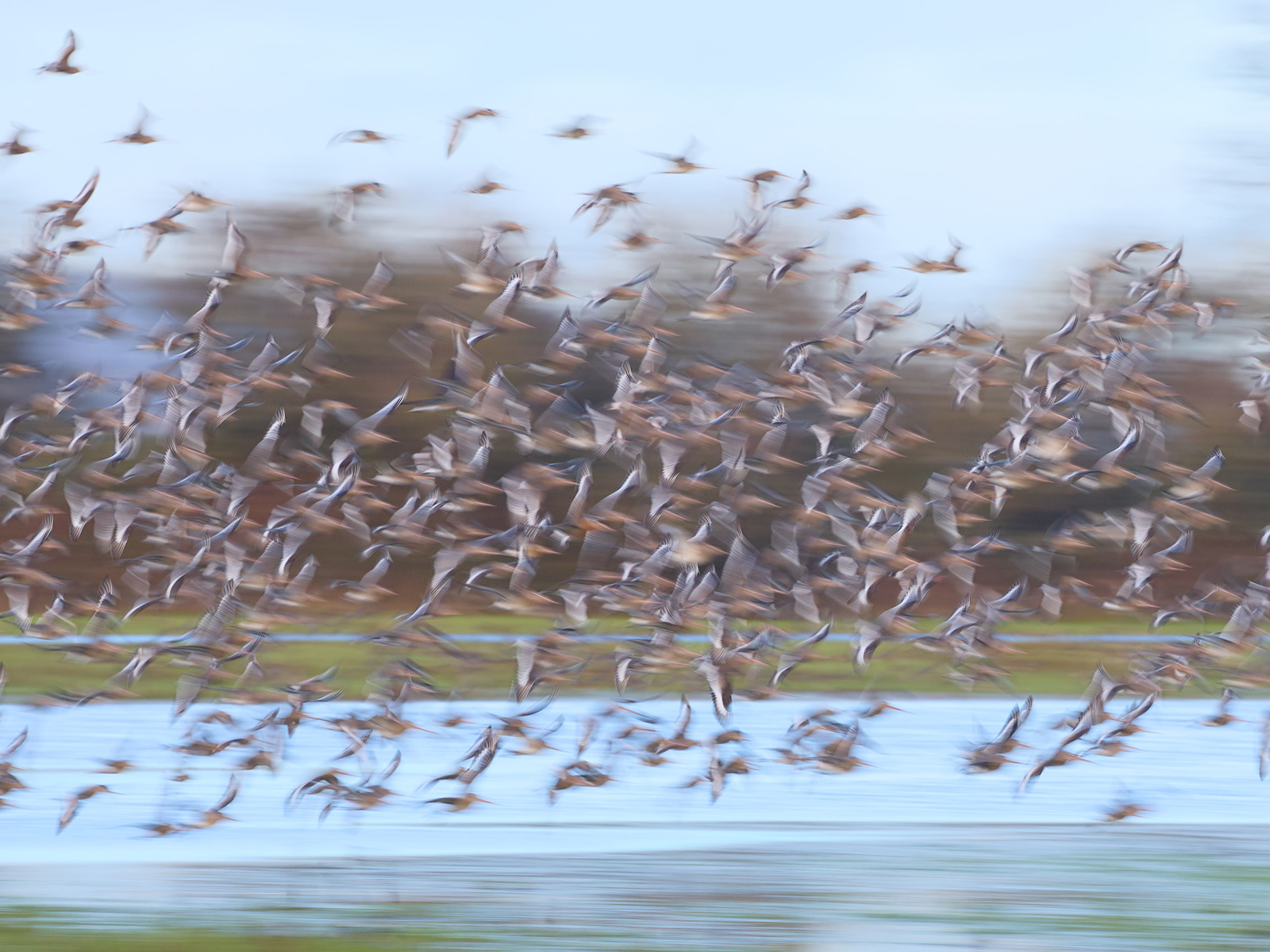 Godwits in flight by John Davies Godwits in flight