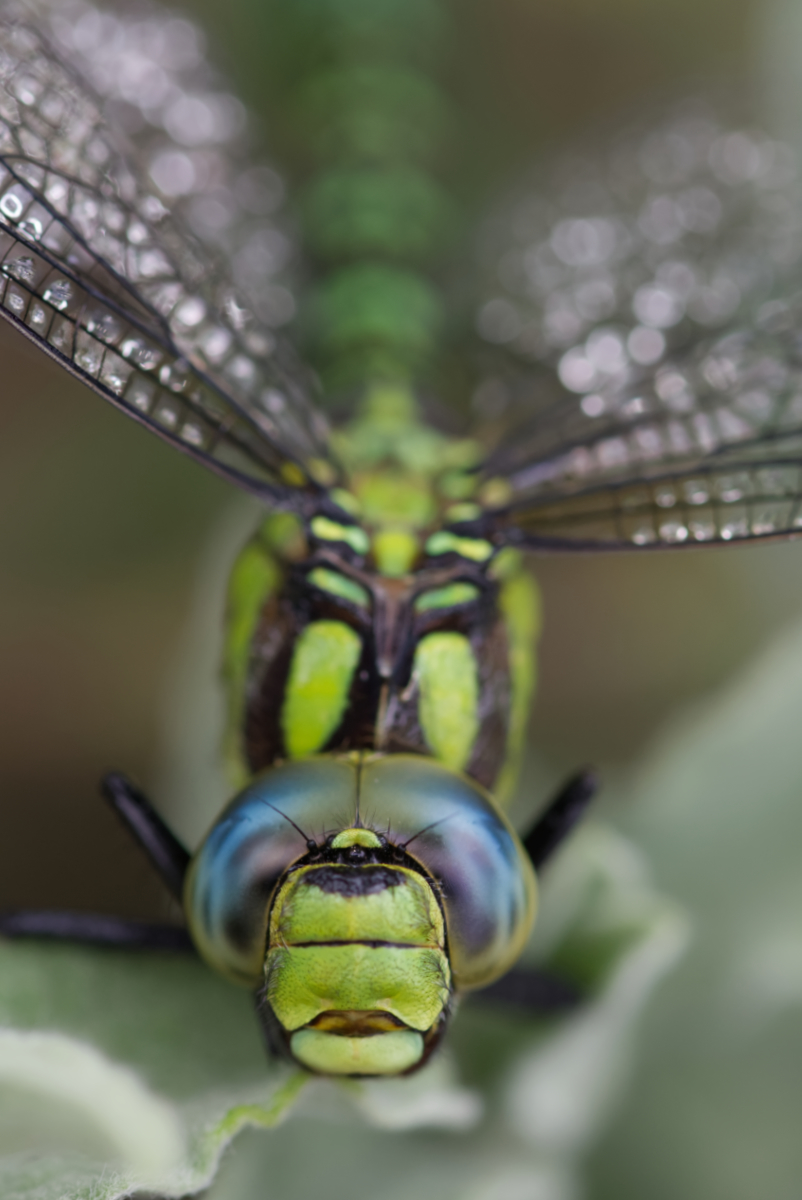 A Southern Hawker Drying Off by Richard Gibbs A Southern Hawker Drying Off