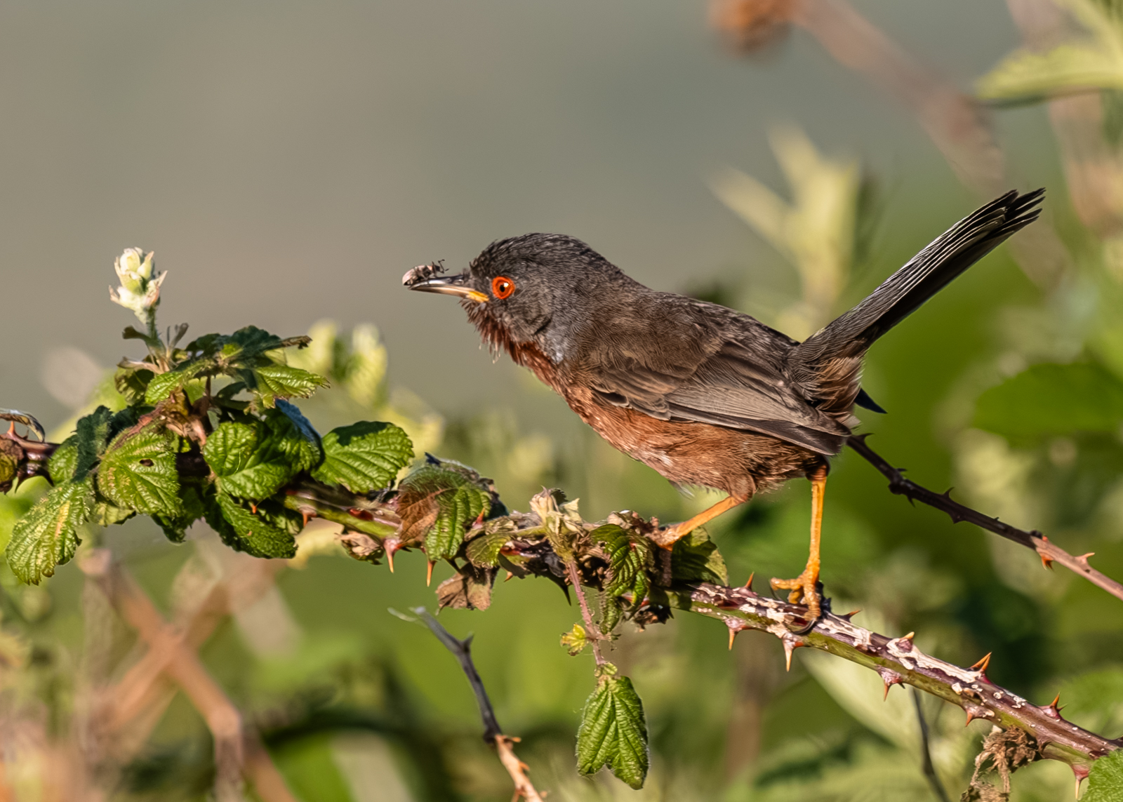 Dartford Warbler and annoyingbug by Ian Peters Dartford Warbler and annoyingbug