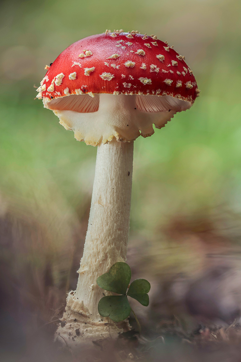 Fly agaric by clover by Trish Bloodworth Fly agaric by clover