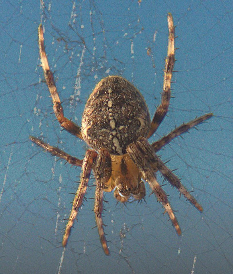 Spider on my window by Guy Bryan Spider on my window