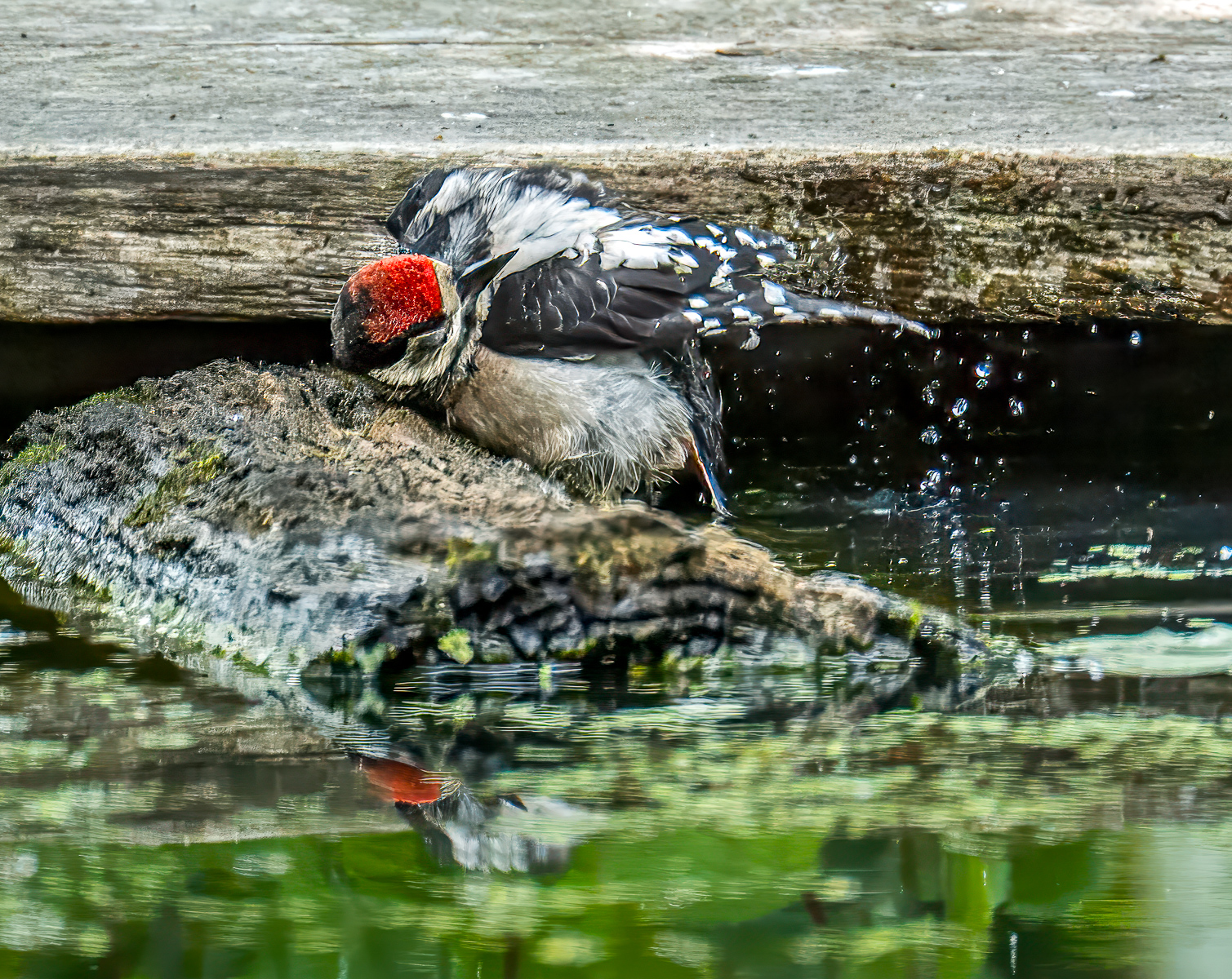 Spotted Woodpecker Bathing by Richard Atkinson Spotted Woodpecker Bathing