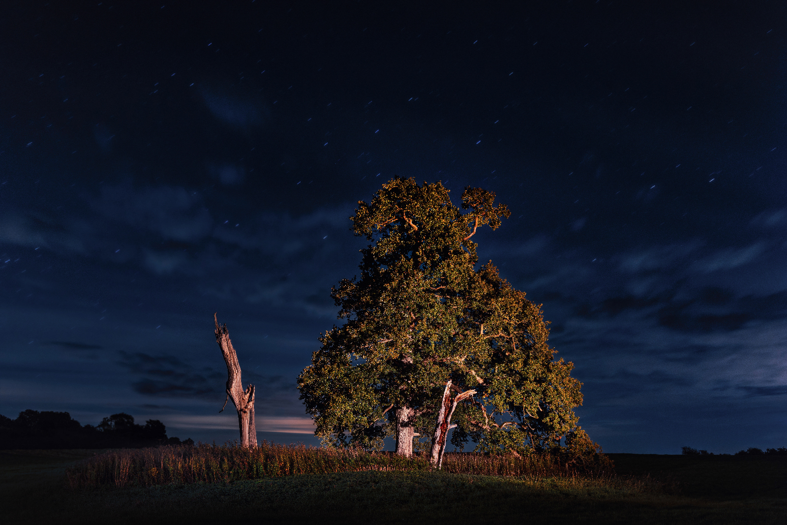 truncus et quercus mortuus by James Whitestone truncus et quercus mortuus