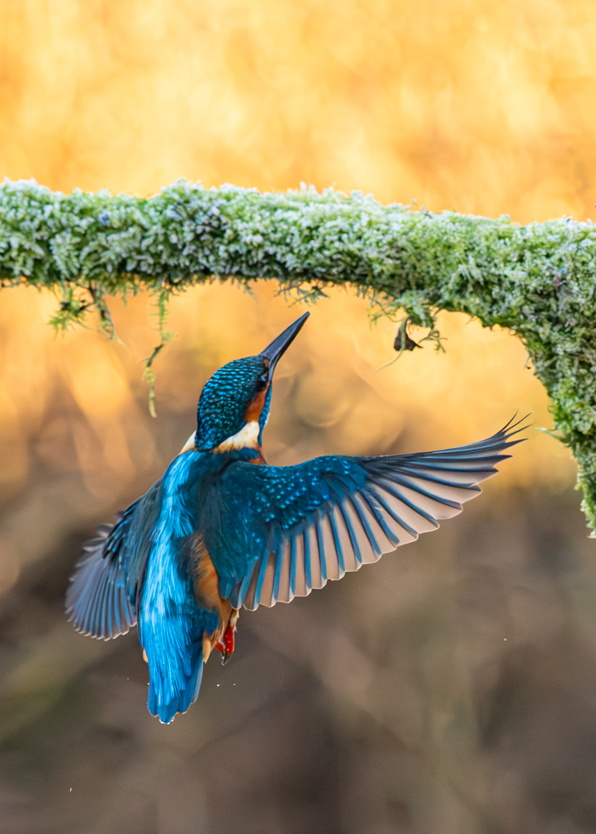 Kingfisher arising- by Ian Peters Kingfisher arising-