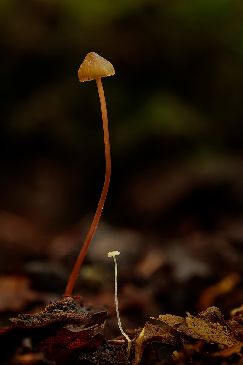 Bonnet fungi by Trish Bloodworth Bonnet fungi