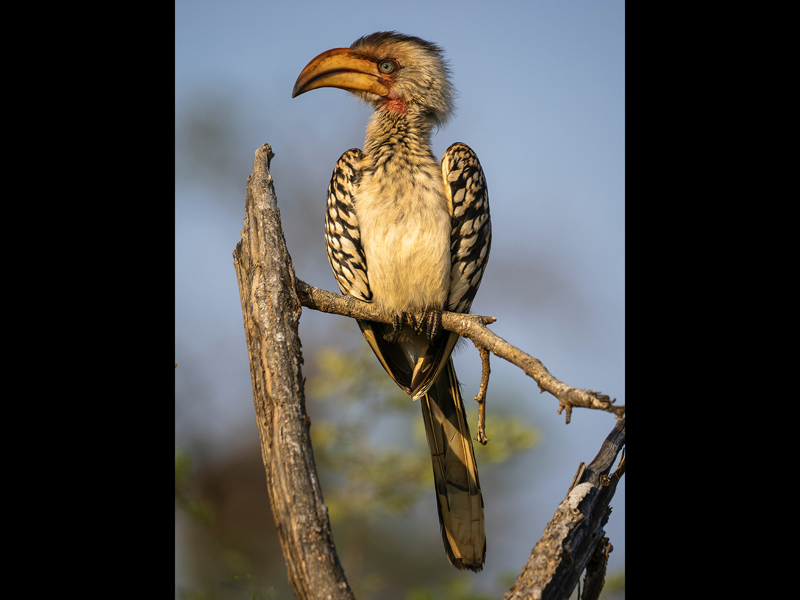 Yellow Billed Hornbill by Mandi Horwood Yellow Billed Hornbill