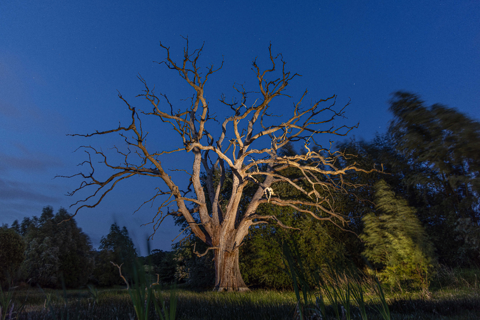 osseus-naturae by James Whitestone osseus-naturae