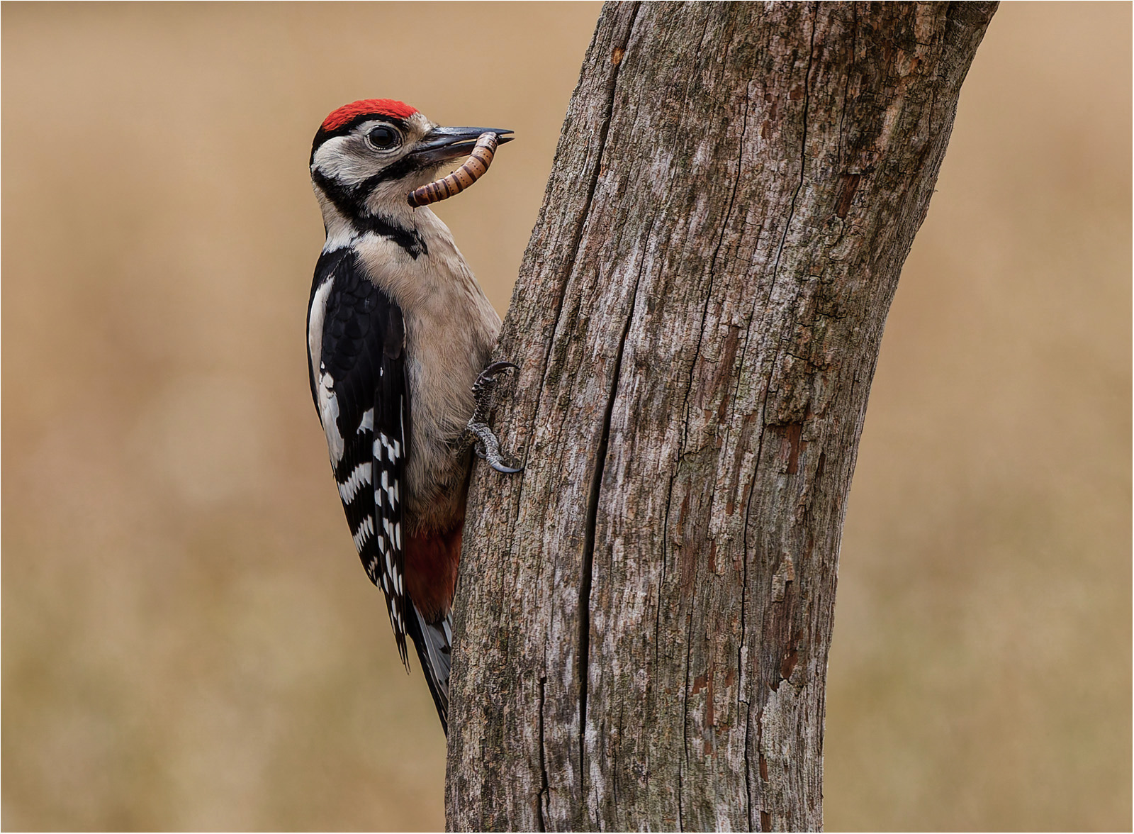 Great Spotted Woodpecker by Malcolm Marner Great Spotted Woodpecker