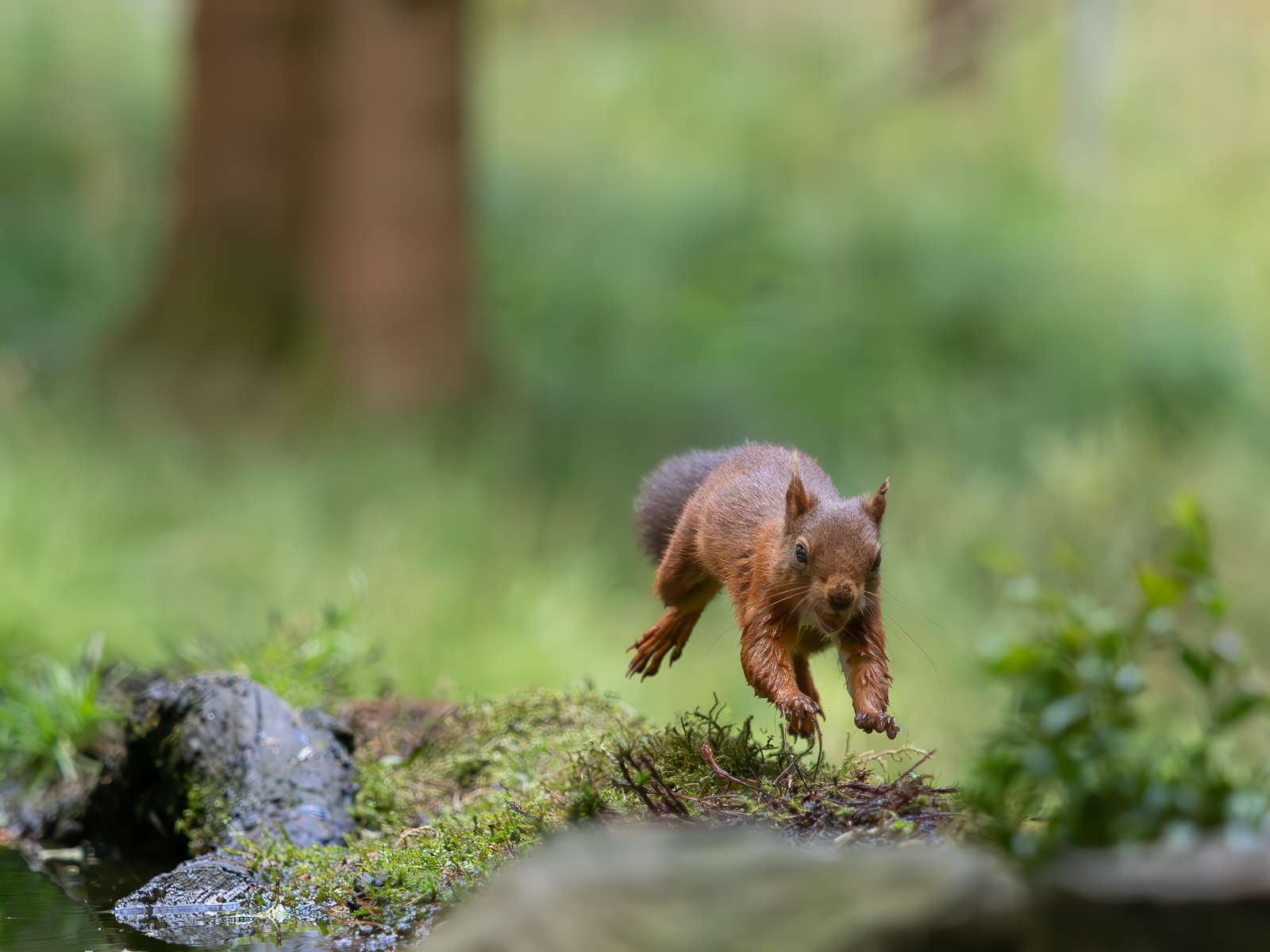 Red Squirrel in the air by Jesse Cason Red Squirrel in the air