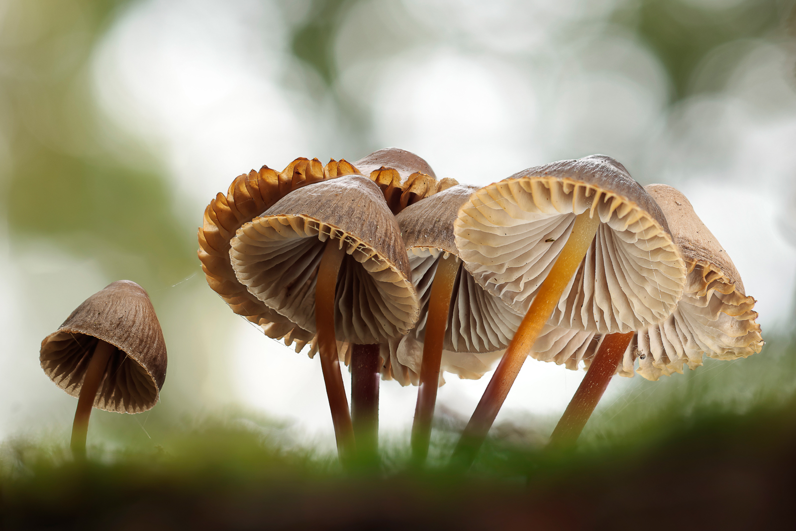 Coprinellus Fungi on moss by Trish Bloodworth Coprinellus Fungi on moss