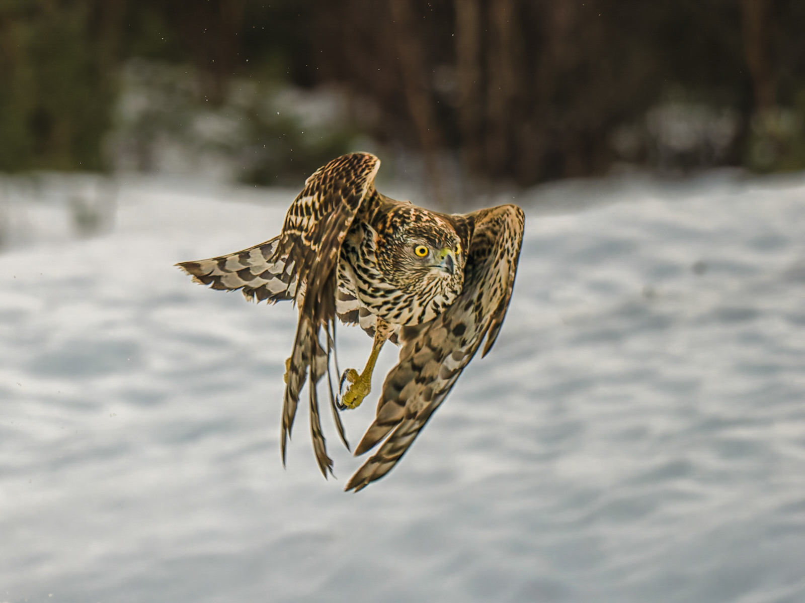 Goshawk hunting by Jesse Cason Goshawk hunting