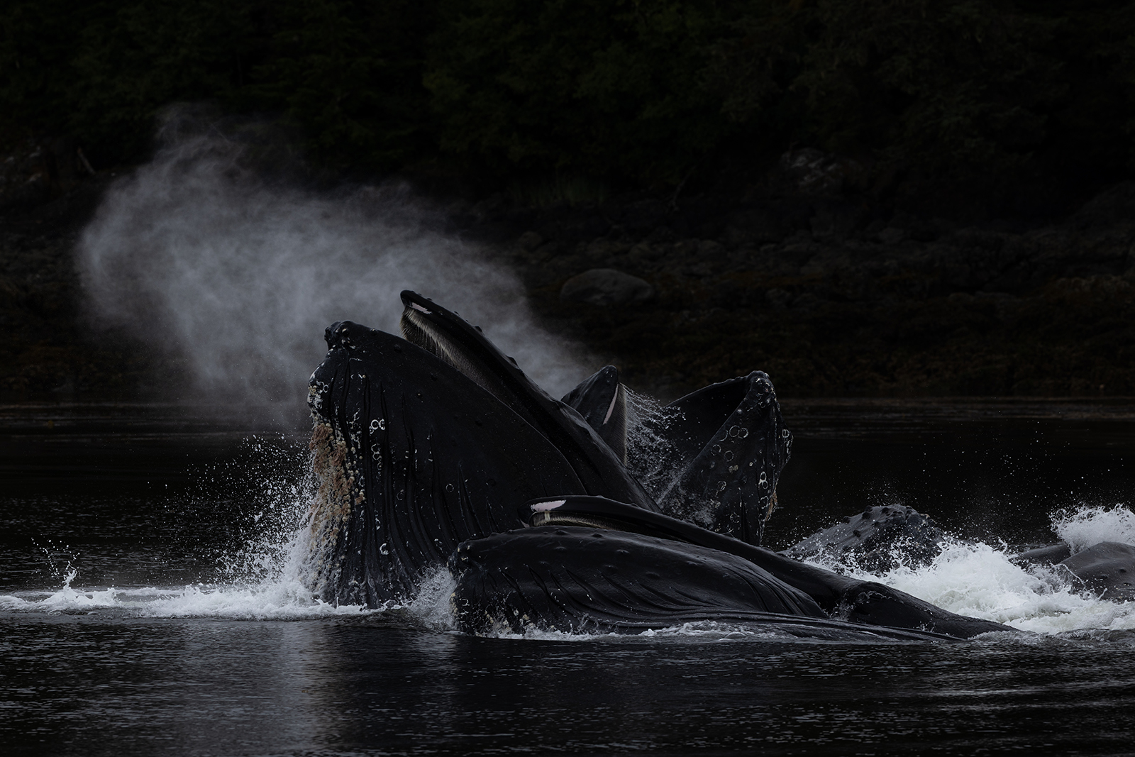 Bubble-net Feeding - Alaska by Leslie Holmes Bubble-net Feeding - Alaska