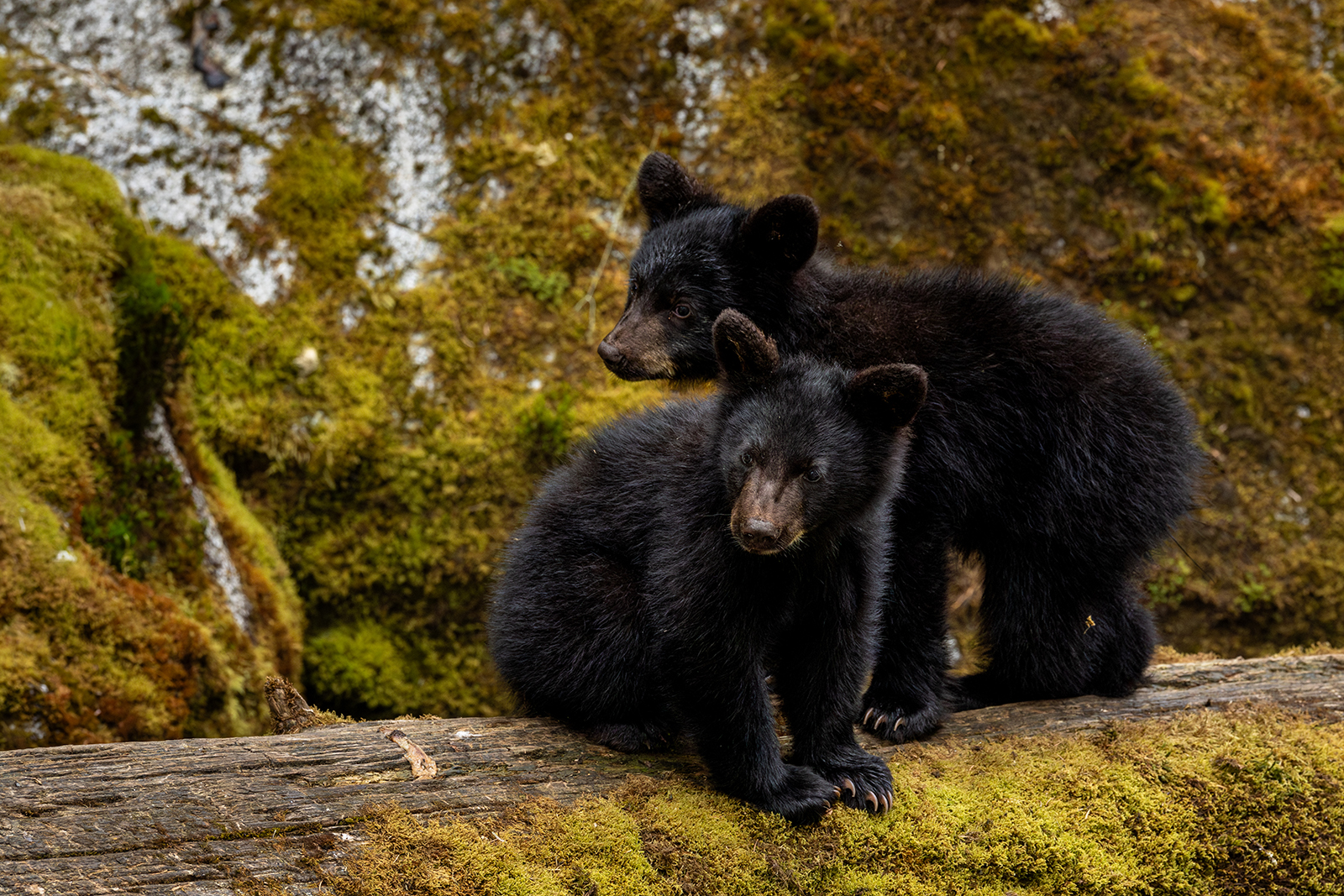 Bear Cubs - Anan Bay, Alaska by Leslie Holmes Bear Cubs - Anan Bay, Alaska