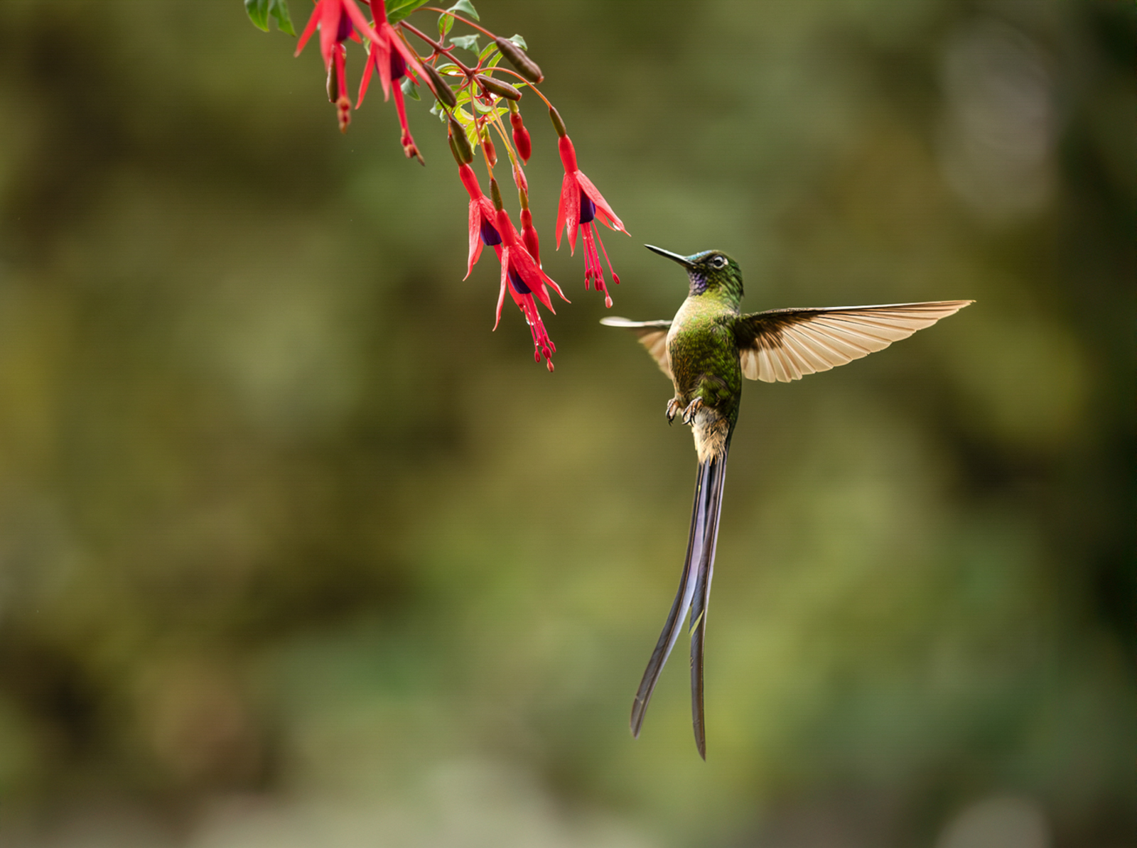 Long Tailed Sylph by Jesse Cason Long Tailed Sylph