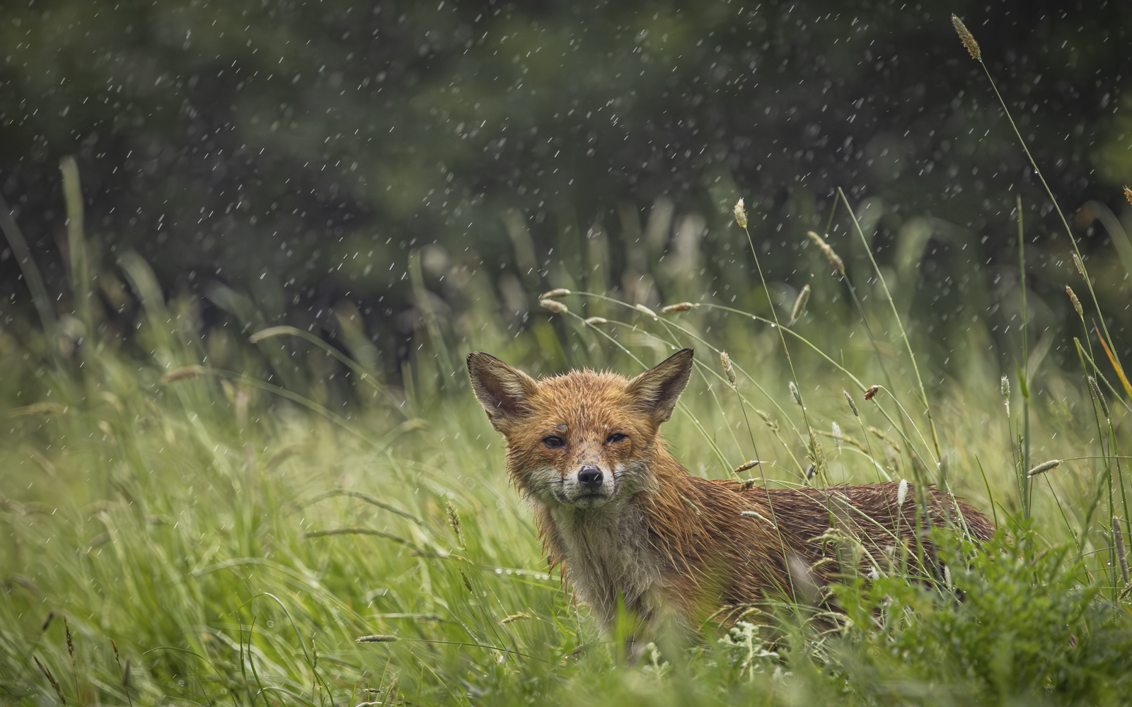 Wet Fox by Mark Halling Wet Fox