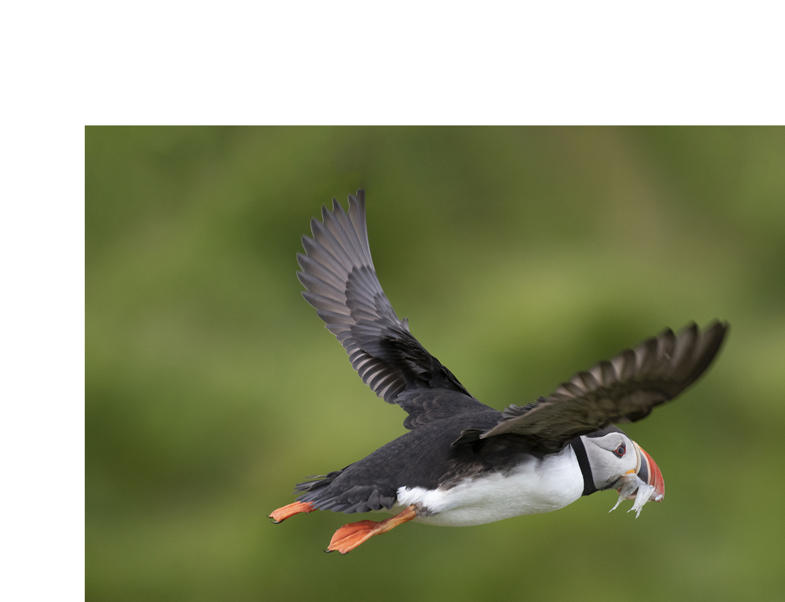 Puffin by Kerrin Malone Puffin