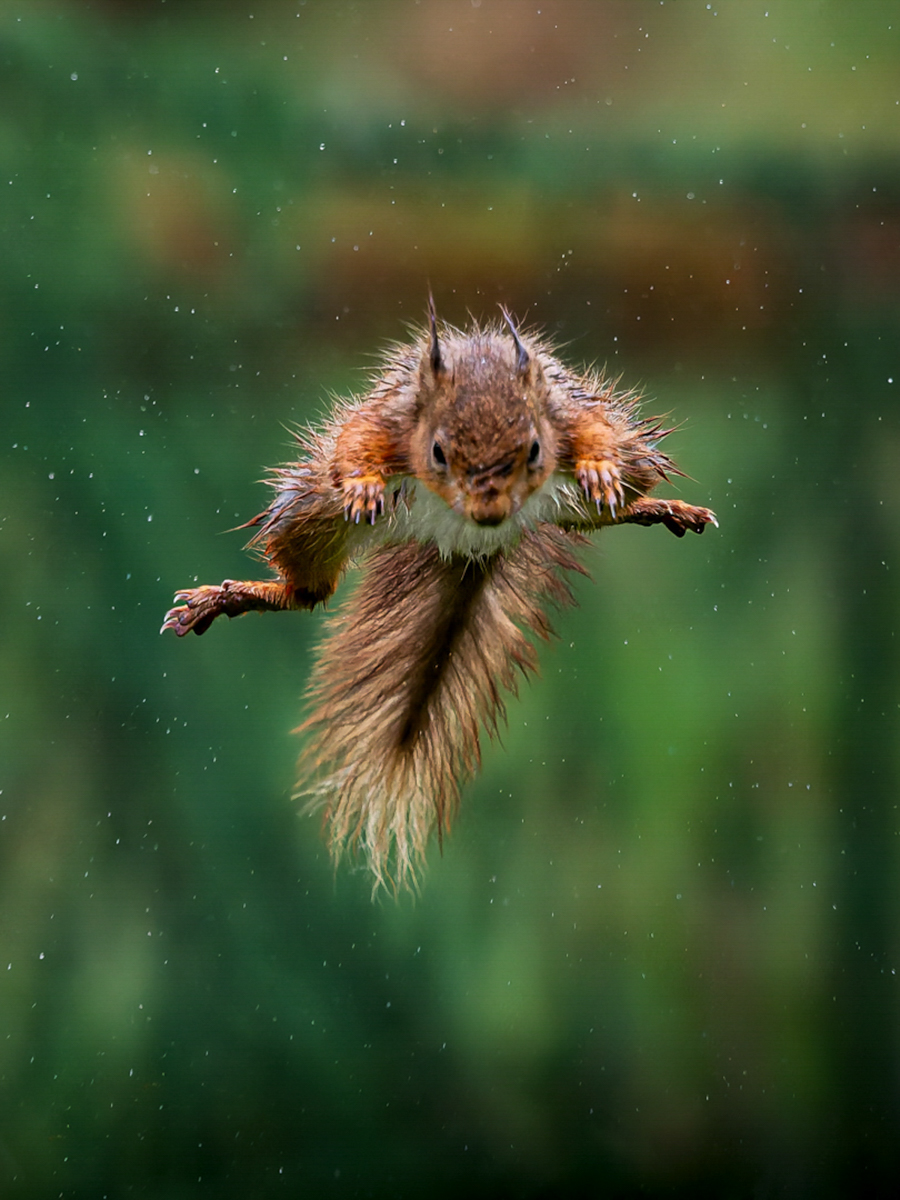 Red Squirrel jumping in the rain by Jesse Cason Red Squirrel jumping in the rain