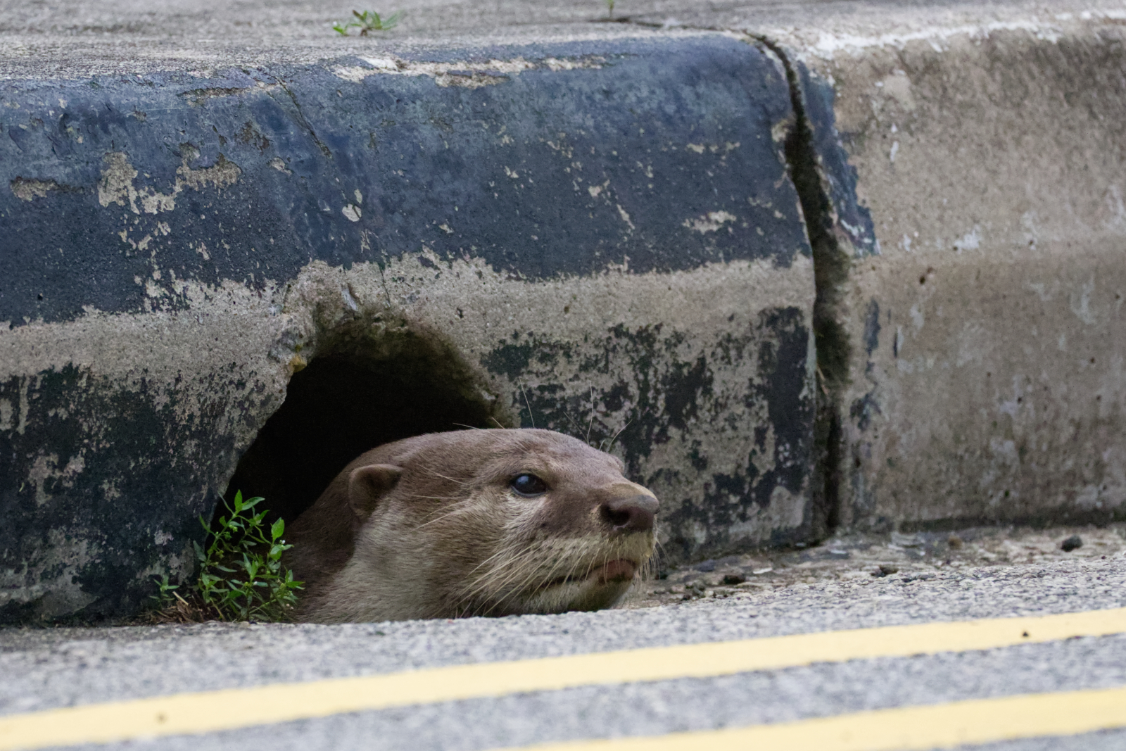Life on the Streets by Richard Gibbs Life on the Streets