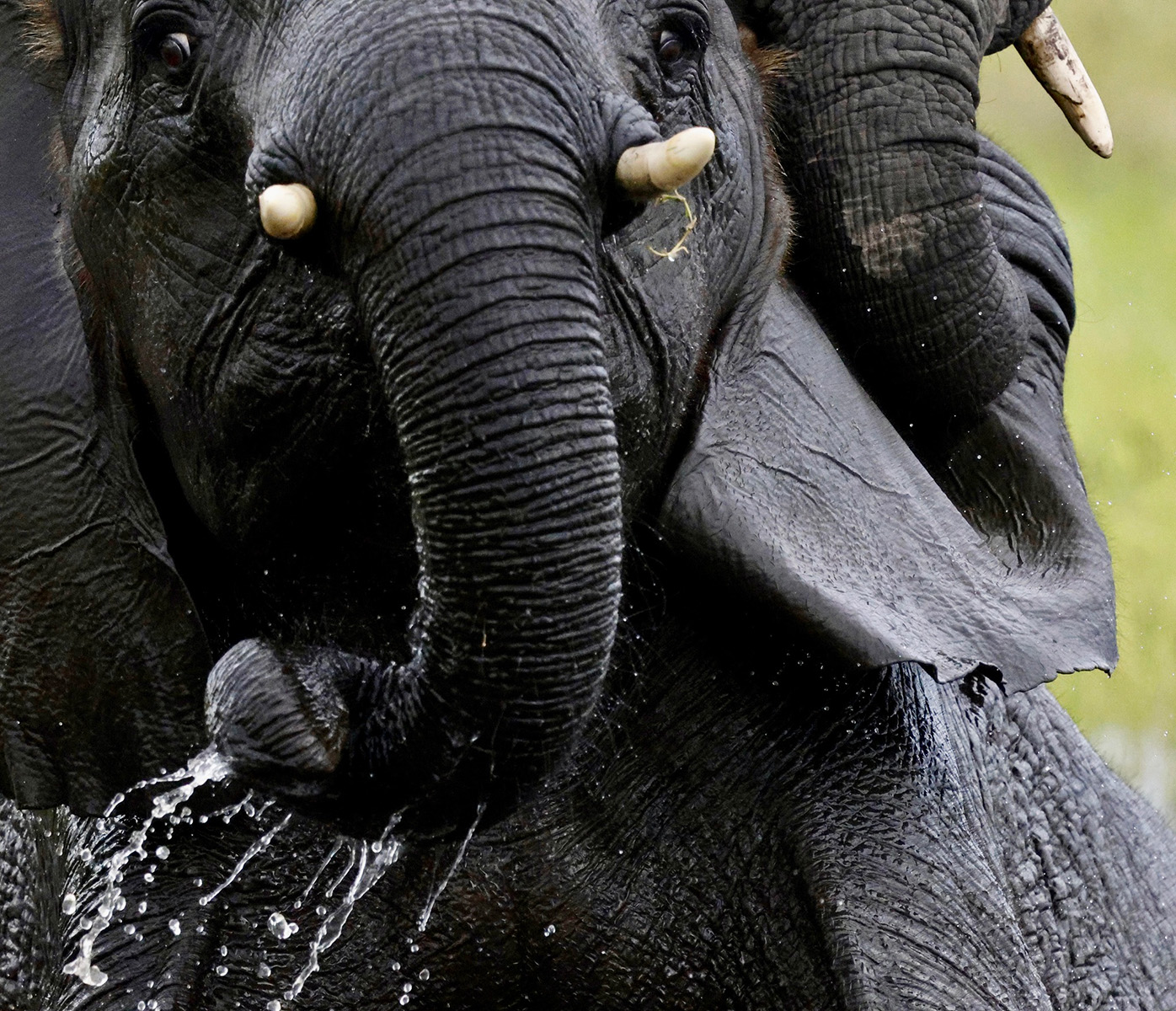 Hey! That's my ear! by Mandi Horwood Hey! That's my ear!