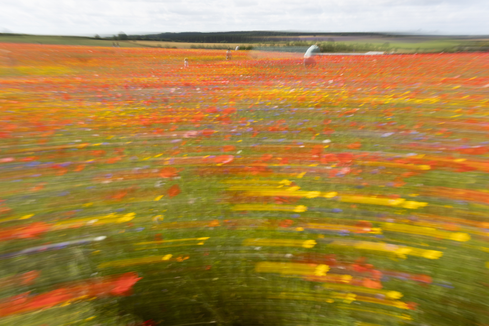 Poppy ICM by Karen Hackney Poppy ICM