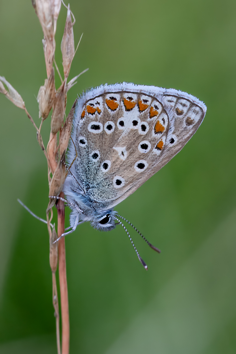 Common Blue by Roger Matthews Common Blue