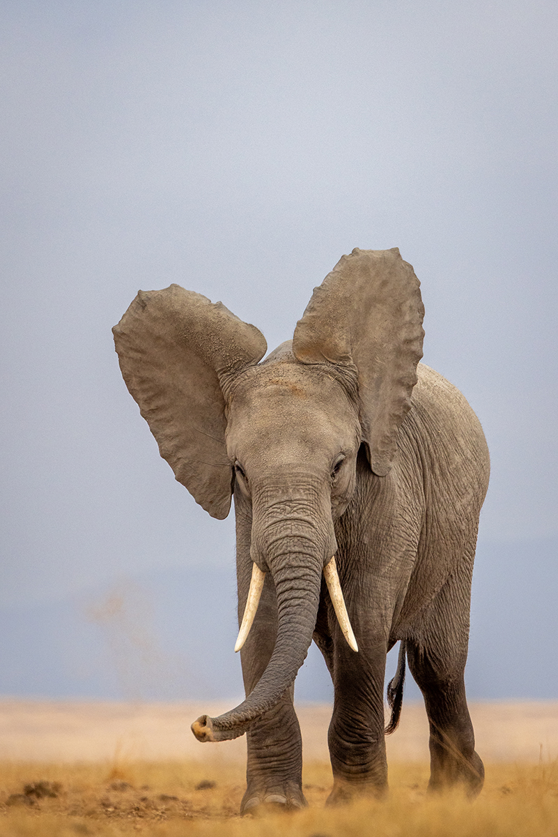 Elephant - Amboseli National Park, Kenya by Leslie Holmes Elephant - Amboseli National Park, Kenya