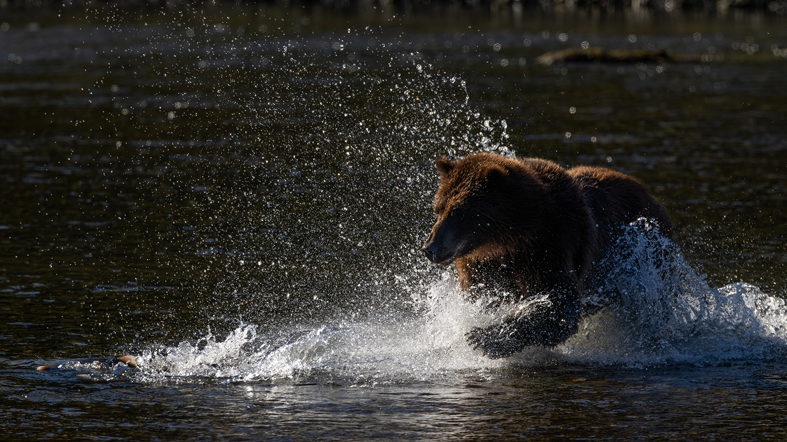 Brown Bear Fishing - Pack Creek, Alaska by Leslie Holmes Brown Bear Fishing - Pack Creek, Alaska