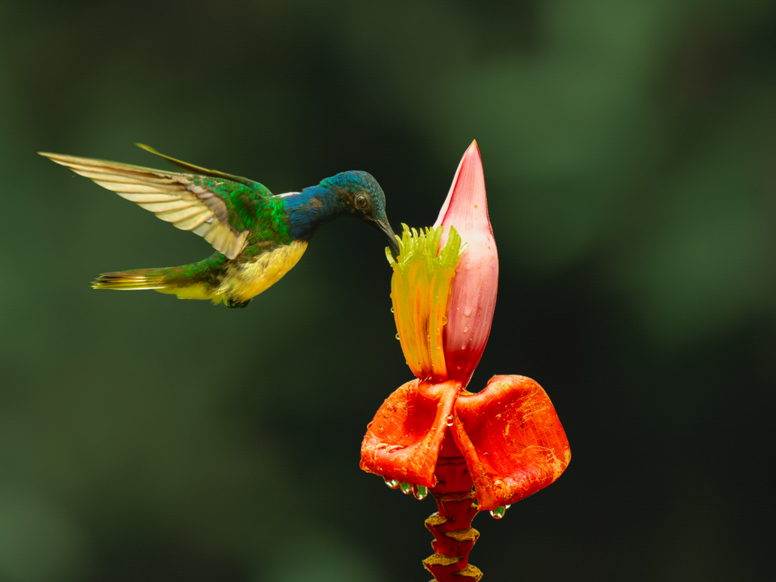 Jacobin feeding by Jesse Cason Jacobin feeding