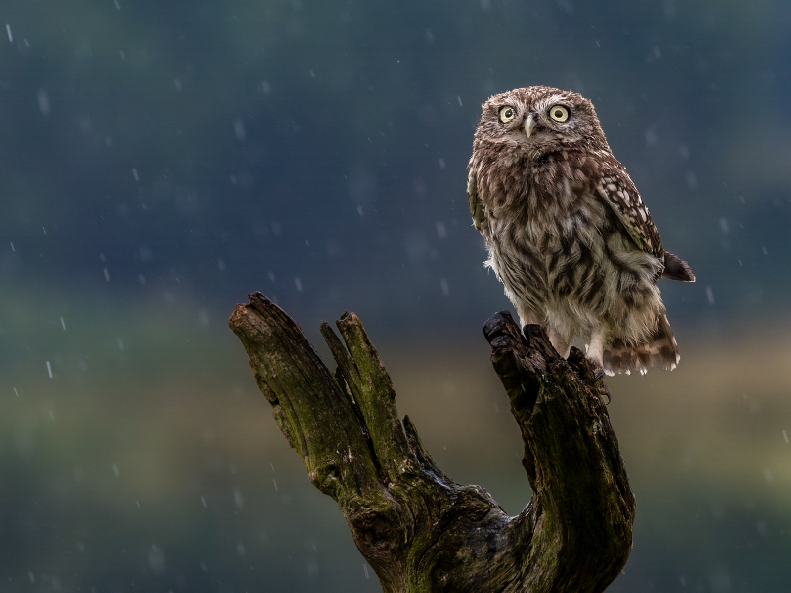 LIttle Owl standing in the rain by Jesse Cason LIttle Owl standing in the rain