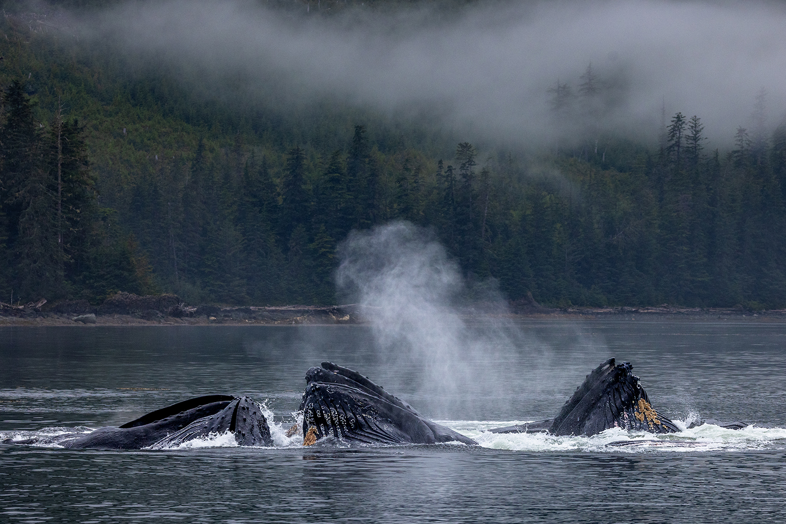 Humpback Whales - Alaska by Leslie Holmes Humpback Whales - Alaska