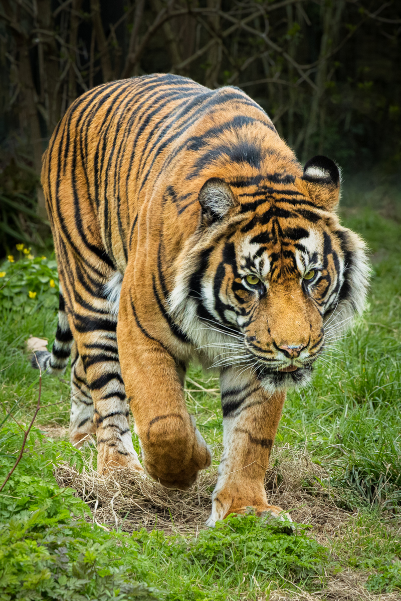 Tiger Patrol by Roger Matthews Tiger Patrol