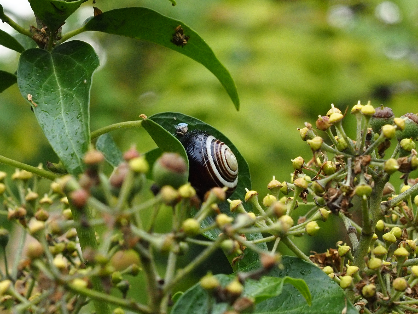 PA080011 Sheltering Snail