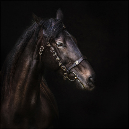 Trish Bloodworth EFIAP/B, BPE1