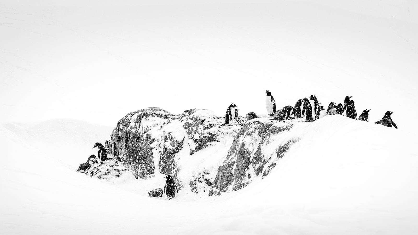Gentoo Penguins in Antarctica