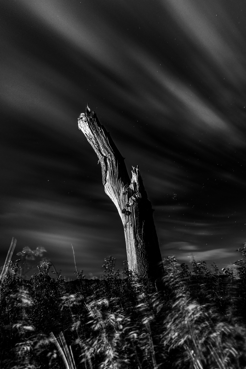 stump by James Whitestone stump