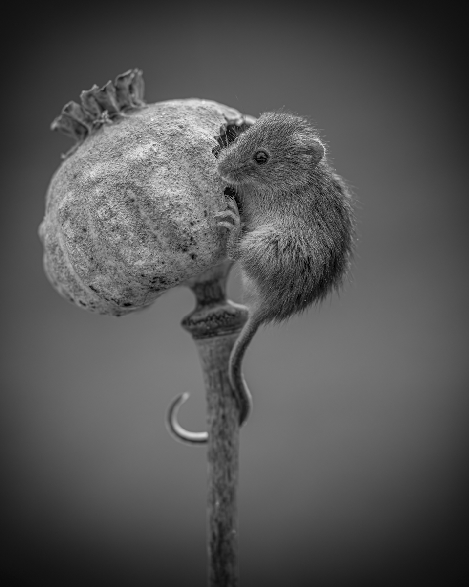 Harvest Mouse