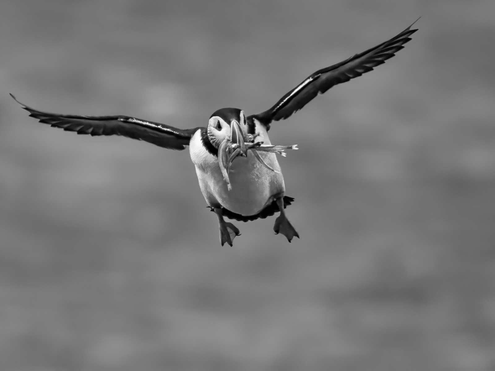 Puffin did well by Jesse Cason Puffin did well