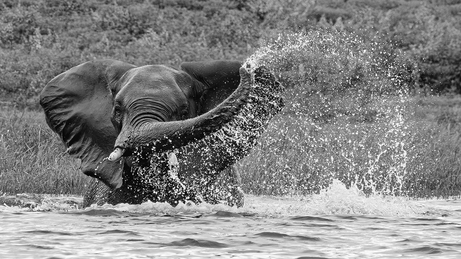 Joyful Elephant by Mandi Horwood Joyful Elephant