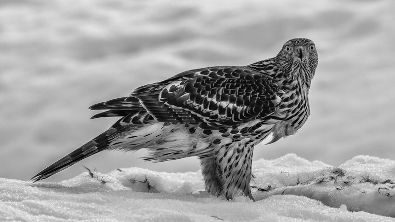 Goshawk in the snow by Jesse Cason Goshawk in the snow