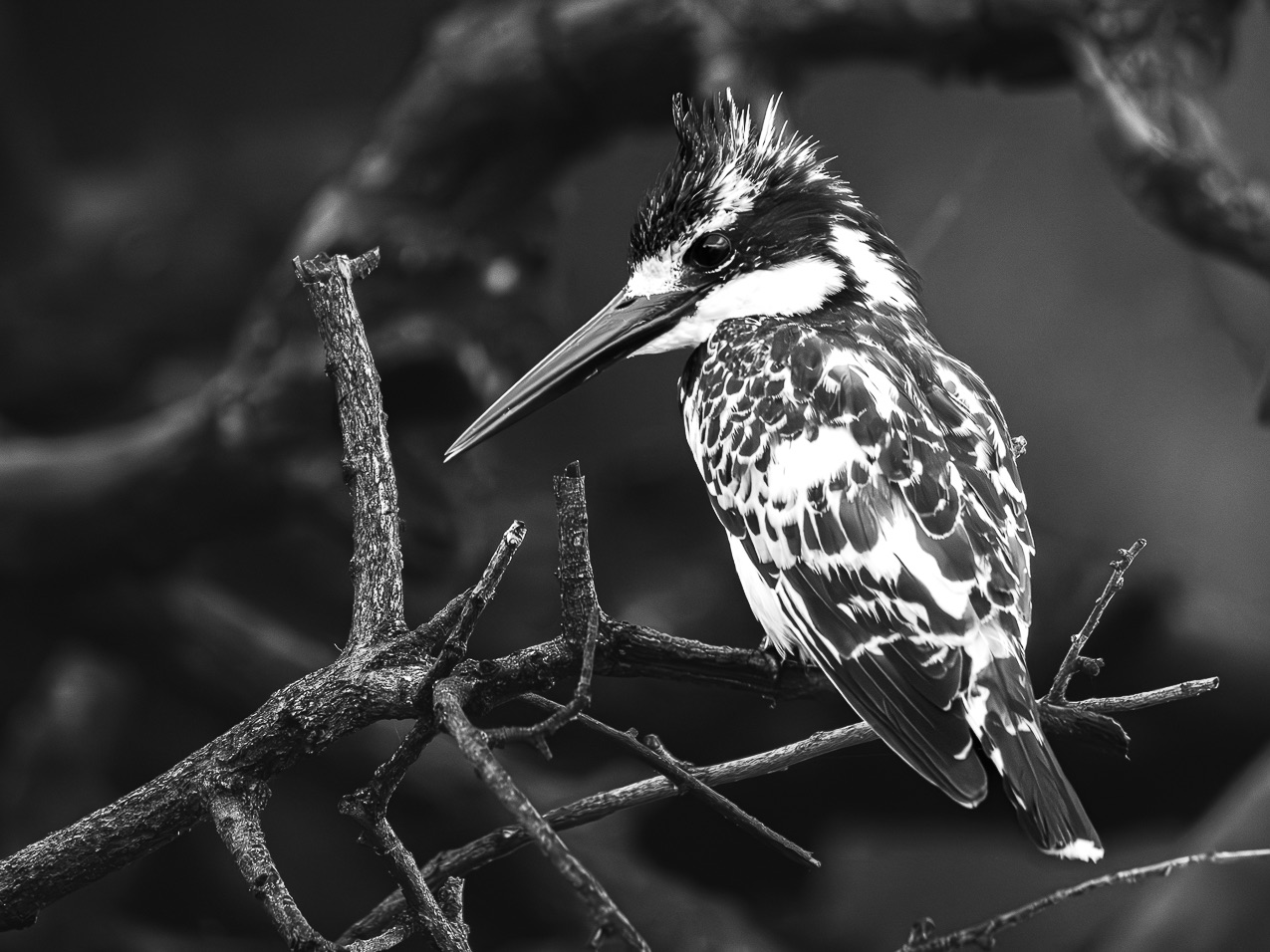 Female African Pied Kingfisher. by Mandi Horwood Female African Pied Kingfisher.