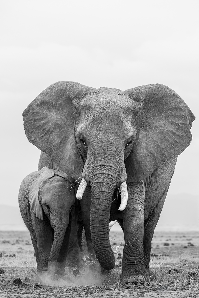 Elephants in Amboseli