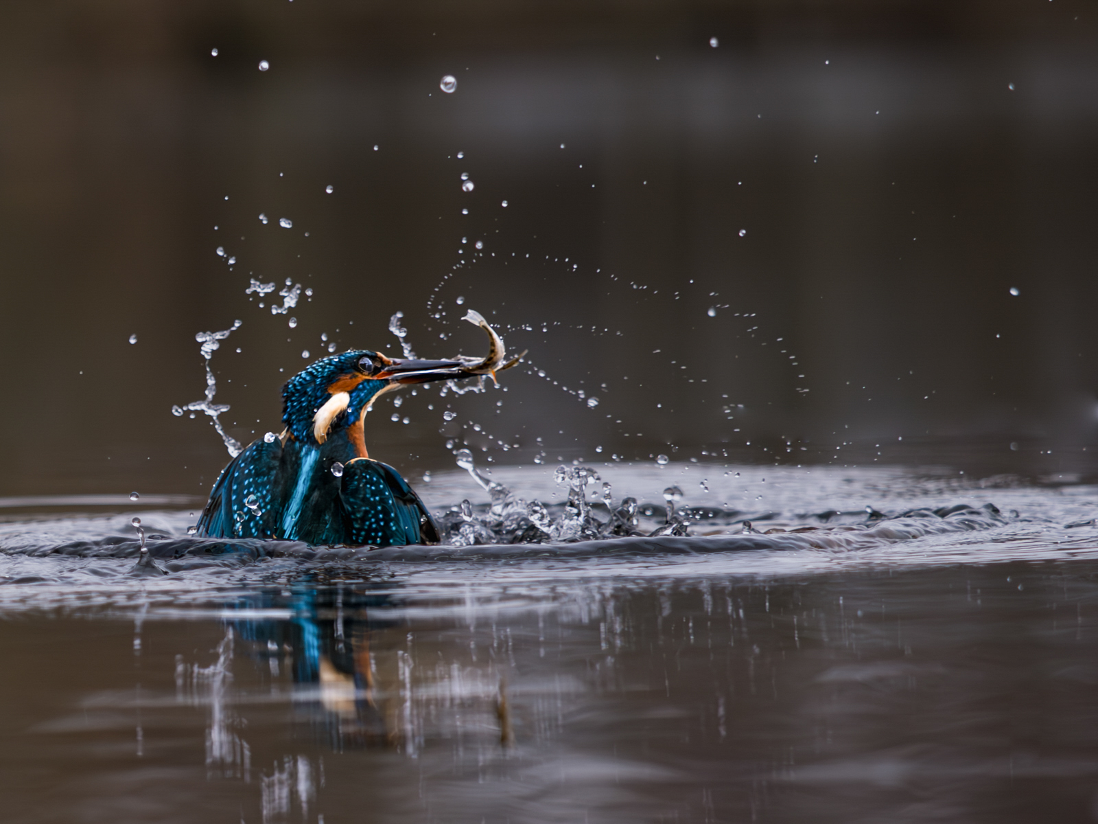 Kingfisher spraying