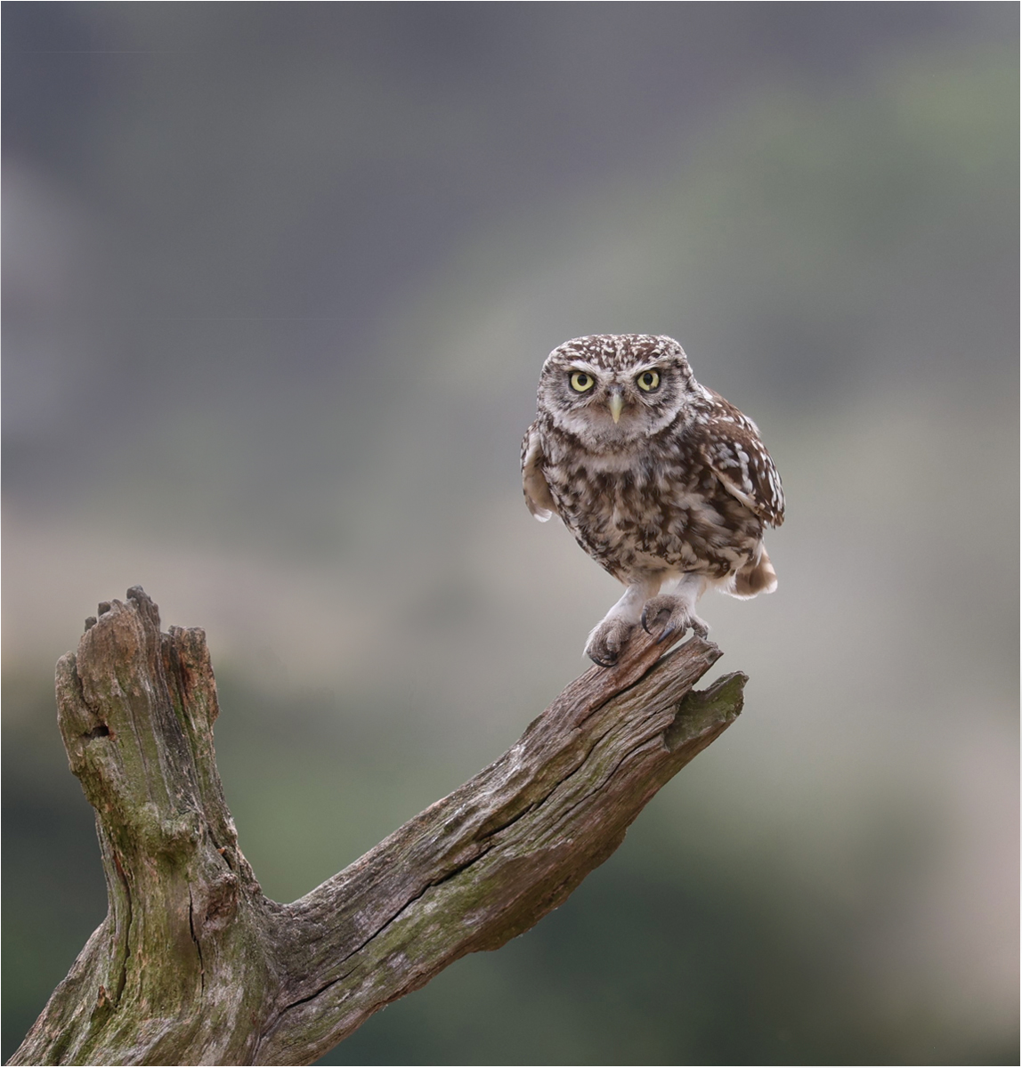 Little Owl