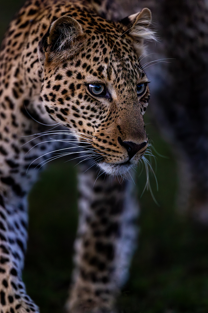 Young leopard at dusk
