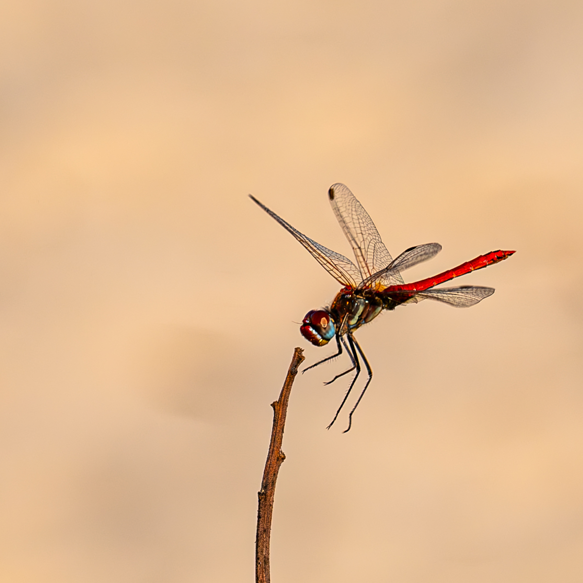 Ruddy Darter about to land 